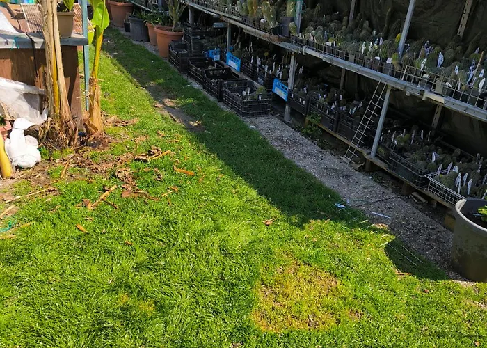 Le Piante Di Casa Samar