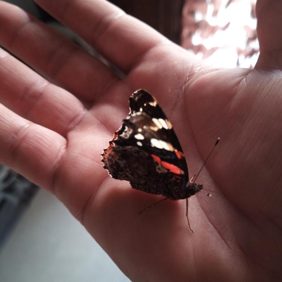 Le Piante Di Casa Samar *